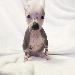 Chihuahua and Chinese Crested Puppies from Western Kentucky Chihuahua’s and Chinese Crested’s