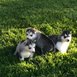 Siberian Husky Puppies from Pachodi Kennels