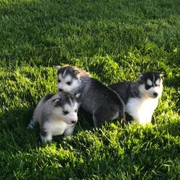 Siberian Husky Puppies from Pachodi Kennels