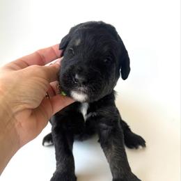 Anchor - Phantom male Bernedoodle puppy in Pulaski, Tennessee from Doodle My Heart