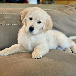 Golden Retriever Puppies from Winstone Goldens