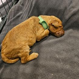 Green Boy - Apricot male Goldendoodle puppy in Lumberton, Texas from SETX Doodle Den LLC