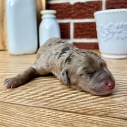 Goldendoodle and Poodle Puppies from SnickerDoodlePups