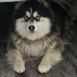 JR - Pomsky