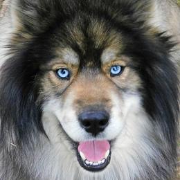 Gatlin - Siberian Husky