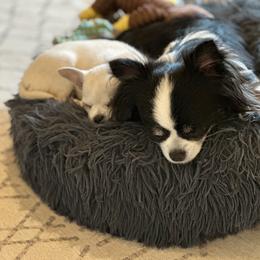 Chihuahua Puppies from Brooks Grove Canines LLC