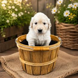 Girl 1 Daisey - Light golden female Golden Retriever puppy in Angier, North Carolina from Howard's Retrievers