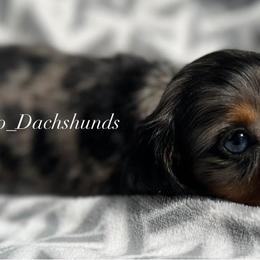 Dachshund Puppies from Camacho_Dachshunds