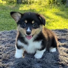Breeze - Black and tan female Pembroke Welsh Corgi puppy in Fayetteville, Arkansas from Intergalactic Corgis