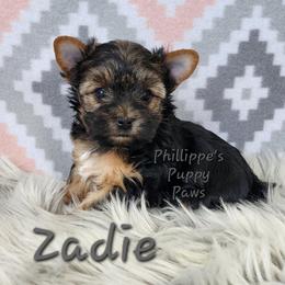 Zadie - Black and tan female Yorkshire Terrier puppy in Adair, Oklahoma from Phillippe's Puppy Paws