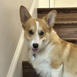 Pembroke Welsh Corgis from Corgis off Cambria