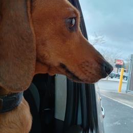 Uno - Dachshund