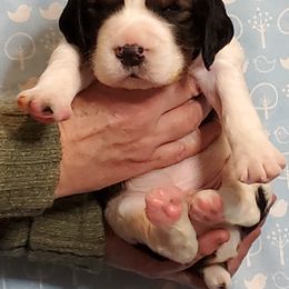 English Springer Spaniel Puppies from Maple Hill Farm English Springer Spaniels