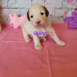 Cavapoo Puppies from Danielle Perkins's Cavapoos