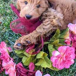 Goldendoodle Puppies from Ruby's Doodle Doos