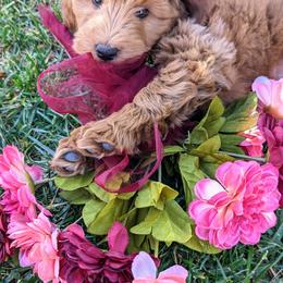 Goldendoodle Puppies from Ruby's Doodle Doos