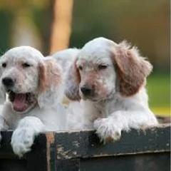 English Setter Puppies from English Setter Farms