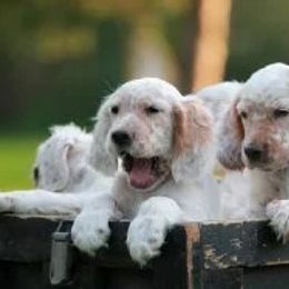 English Setter Puppies from English Setter Farms
