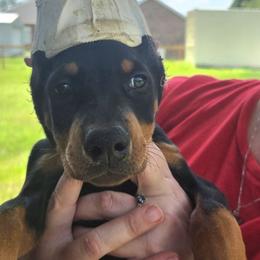 Female 8 - Black and rust female Doberman Pinscher puppy in Lake City, Florida from Providence Kennels