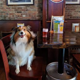 Shetland Sheepdog All Grown Up from Fox Point Farm Toy Shelties