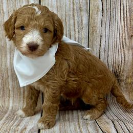 White Male - Apricot male Goldendoodle puppy in Great Falls, Montana from Montana Goldendoodles