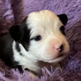 Cocoa (Olive) - Black and tan female Pembroke Welsh Corgi puppy in Lima, New York from Hickory Springs Corgis
