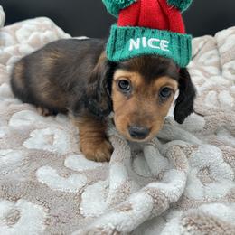 Dachshund Puppies from Golden Creek Farm
