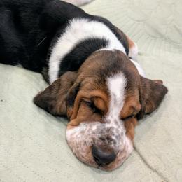 Anna- Red Collar - Black white and tan female Basset Hound puppy in Duchesne, Utah from HI Desert Hounds