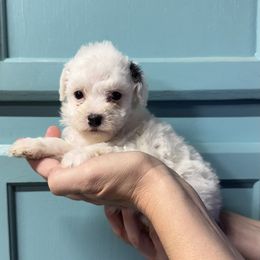 Sarah - Black & white female Maltipoo puppy in Mabelvale, Arkansas from Durham's Designer Poos