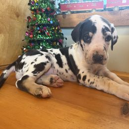 Marshmellow - Great Dane puppy from Ferguson Family Danes LLC