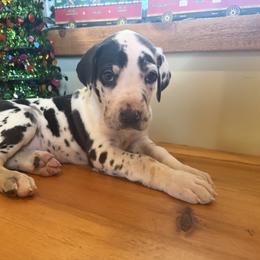 Marshmellow - Great Dane puppy from Ferguson Family Danes LLC