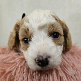 Philip - Blenheim male Cavapoo puppy in Truckee, California from Heavenly Goldendoodles