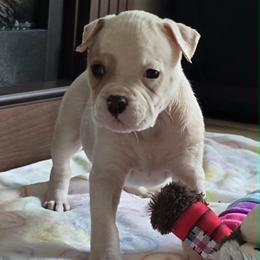 Heath - White and tan male American Bulldog puppy in Three Rivers, Michigan from Jemms Kennels