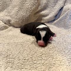 Aqua collar - Tri-color male Australian Koolie puppy in West Richland, Washington from KittyHawkKoolies