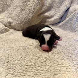 Aqua collar - Tri-color male Australian Koolie puppy in West Richland, Washington from KittyHawkKoolies