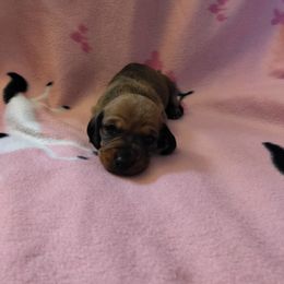 Pumpkin - Red female Dachshund puppy in Opelika, Alabama from Dachshund Darlins