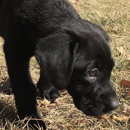 Labrador Retrievers from Dinas Duck Dogs