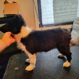 Sawyer - Black and white male Shetland Sheepdog puppy in Albany, New York from K&A Little Wonder's