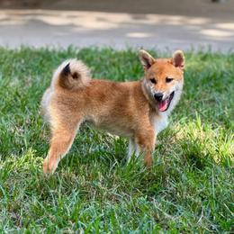 Kobe - Red male Shiba Inu puppy in Houston, Texas from Sakura Blossom Shibas