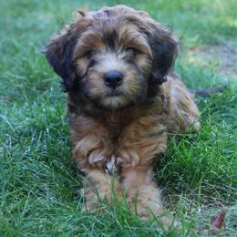 Bee - Sable male Goldendoodle puppy in Grants Pass, Oregon from Oregon Valley Doodles