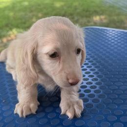 Mary - Cream female Dachshund puppy in Conway, Missouri from Ozark Mountain Kennel