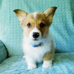 Pembroke Welsh Corgi Puppies from Whimsical Treasure Corgis