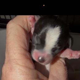 Sinatra - Black and tan male Chihuahua puppy in Seneca, Missouri from Stephanie’s Puppy Colony