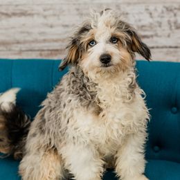 pebbles - Aussiedoodle