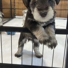 Miniature Schnauzer Puppies from Miniature Schnauzer Paradise llc