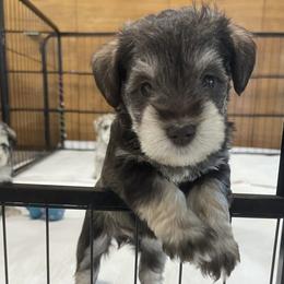 Miniature Schnauzer Puppies from Miniature Schnauzer Paradise llc