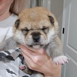 Maki - Red male Shiba Inu puppy in Marianna, Florida from Diwasou