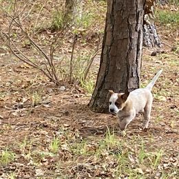 Australian Cattle Dog Puppies from Tall Pines Cattle Dogs