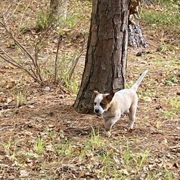 Australian Cattle Dog Puppies from Tall Pines Cattle Dogs