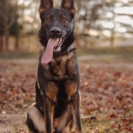 Abbi - Sable German Shepherd puppy in Princeton, West Virginia from Bright Haus German Shepherds